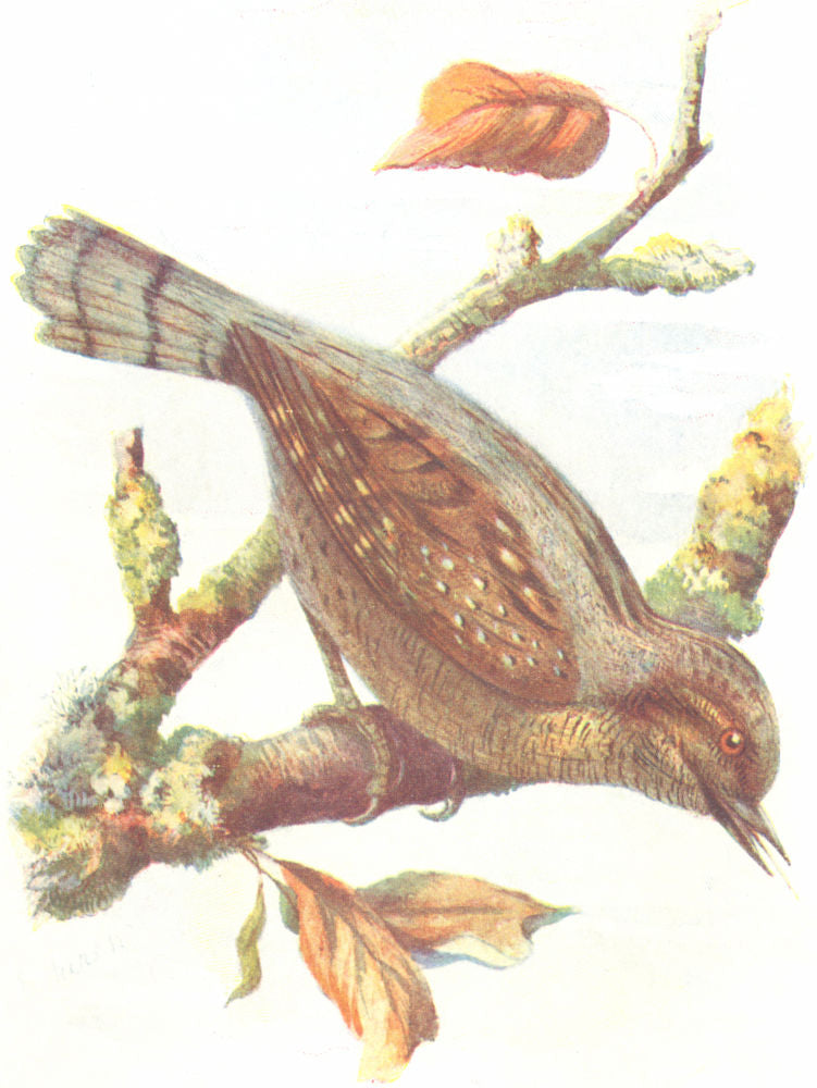 BIRDS. Wryneck  1901 old antique vintage print picture